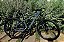 BICICLETA MTB ARO (29) OGGI HACKER HDS SHIMANO TORNEY 24V FREIO DISC HIDRÁULICO QUADRO 17 (M) COR GRAF/PTO/AZ - Imagem 3