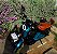 SCOOTER ELETRICA 48V 1000W DUOS E-TREK AZUL METÁLICO - Imagem 4