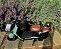 SCOOTER ELÉTRICA AUTOPROPELIDO DUOS EKO-7 600W 48V 20AH VERDE - Imagem 6