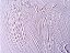 15.m. Tinta a Óleo Violeta Radiante Joules & Joules - Imagem 1
