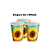8 Copos Lembracinha Decoração Junina Festa Julina 200ML - Imagem 3