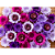 25 Forminhas Para Doces Finos Decoração Liz Tons Rosa Festa - Imagem 3