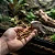 100 unidades de Larvas de Tenebrio Gigante - Imagem 6