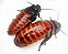 Barata Madagascar - Imagem 1