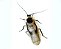 5 unidades Blaberus Giganteus - Imagem 1