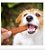 BIFINHO PARA CÃES MASKOTINHO SABOR CARNE -400G - Imagem 2