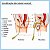 10 Un Sonda Foley Vesical Uretral Demora Latex 2 Vias - Imagem 2