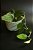 Monstera Peru - Imagem 1