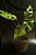 monstera praetermissa - Imagem 1