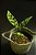 Monstera Obliqua cv Peru - Imagem 1