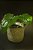 Cyanastrum cordifolium - Imagem 1