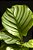Calathea orbifolia - Imagem 2