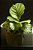 Calathea orbifolia - Imagem 1