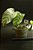 Calathea bella - Imagem 1