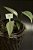Epipremnum amplissimus silver - Imagem 1