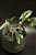 Syngonium podophyllum albo variegata - Imagem 1