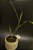 nephrolepis cordifolia 'duffii' - Imagem 1