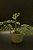 Monstera ssp', fica muito rasgada, - Imagem 1