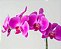 Orquídea Plantada Pink - Imagem 2