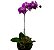 Orquídea plantada lilás - Imagem 1