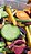 Chips de Legumes - Imagem 1