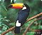 PIO TUCANO - Imagem 2