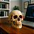 Enfeite Decorativo Cabeça Crânio Caveira Realista Médio 9CM Presente Halloween Anatomia Óssea - Imagem 7