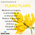 Essência Aromática de Ylang Ylang 10ml - Imagem 7