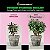 FLOWERMIND KIT NUTRICAO M 1LITRO + 125G - Imagem 5