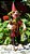 Duende da Sorte - Imagem 1