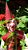 Duende da Sorte - Imagem 2