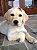 Kit halloween pet 70 unidades - Imagem 5