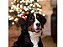 Laço pet Natal gorro eva - Imagem 2