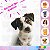 Adesivo Pet Cartelas Cão e Gato Pet Shop Piercing C13 - Imagem 6