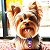 10 Gravatinhas de Cetim Personagens Pet Shop Banho e Tosa - Imagem 9