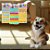 Kit com 204 Adesivos Sticker Pet 03 Cartelas Cão e Gato - Imagem 4