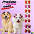 Kit 20 Laço Coroa Glamour Cão – Acessório Banho e Tosa - Imagem 3