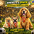 Kit 10 Gravata Cão Copa 2026 Pet - Banho Tosa - Imagem 4