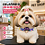 20 Gargantilha joaninha Colarinho EVA Para Cão Gato PetShop - Imagem 2