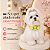 50 Gargantilha Super Herois Colarinho EVA Para Cães Pet Shop - Imagem 4