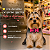 50 Gargantilha Super Herois Colarinho EVA Para Cães Pet Shop - Imagem 2
