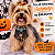 40 Colarinho Sublimada Pet Shop Tema Halloween  Para Cães - Imagem 5