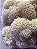KIT 3 Extratos de Juba de Leão - Hericium Erinaceus - 50ml - Imagem 4