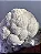 KIT 3 Extratos de Juba de Leão - Hericium Erinaceus - 50ml - Imagem 3