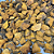 Extrato de Cogumelo Chaga (Inonotus Obliquus) - Imagem 4
