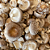 Extrato de Cogumelo Shiitake - Lentinula Edodes - Imagem 5
