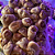 Extrato de Cogumelo Shiitake - Lentinula Edodes - Imagem 4