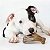 Benebone Wishbone Puppy Bacon P - Filhotes - Imagem 2