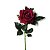 Rosa cor Vinho Muda com 40 cm Já Floresce - Imagem 1