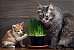 Graminha Para Pets, Ajuda na Digestão e Regula a Flora Intestinal + Brinde - Imagem 1